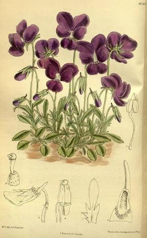 Viola gracilis Foto Curtis botanical Magazine Wikimedia