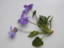 Viola hirta - Foto Ernst Horak